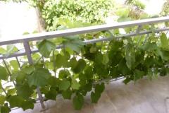 Apartmani Sindičić Appartement 2 – APP 2 foto 4
