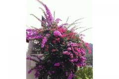 Villa Paradise Appartement 2 – Apartman 2 foto 1