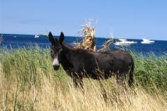 Big &amp; Small Konoba Appartement 2 – Small Konb foto 4