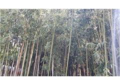 Appartements &amp; rooms  Raspor Chambre 2 – soba 0 foto 3