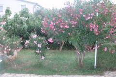 Villa Mirta Appartement 1 foto 3