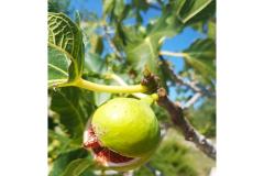 Vila Ana Appartement 1 foto 4