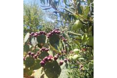 Vila Ana Appartement 1 foto 5