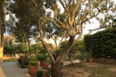 Appartements Biba i Luce Appartement 1 – Veliki foto 4