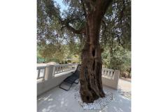 Old Fisherman*s Maison with balcony  Appartement 2 – Olive tree foto 2
