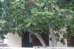 Appartements  Smokva   Chambre 3 – Maslina foto 5