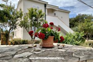 Appartements Budija / Viola – Vir