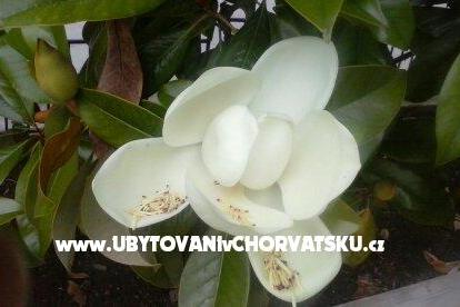 Appartements Magnolija Biograd Croatie