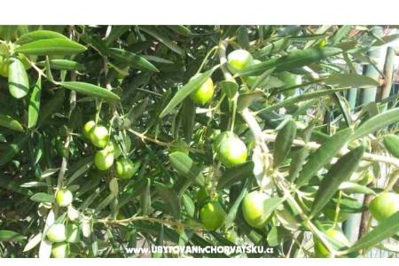 Maison Ankica foto 5