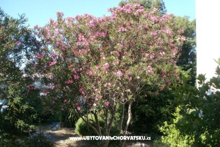 Appartements Grgin foto 4