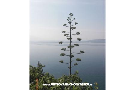 Appartements Culjak  Omiš Marušići foto 3