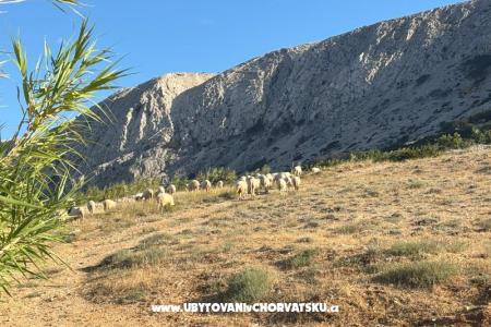 Appartements Branka foto 2