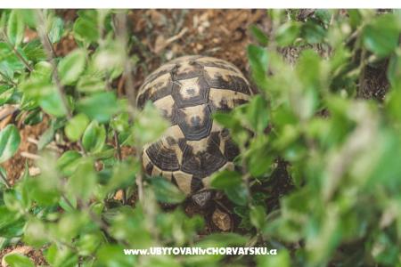 Authentic Campementing Dalmatia foto 4