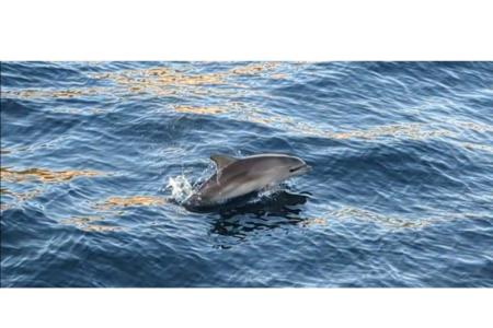 Appartements Marin Pula Croatie