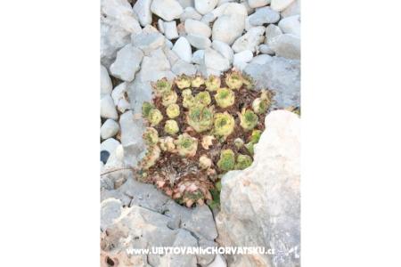 Appartements Vesna foto 4