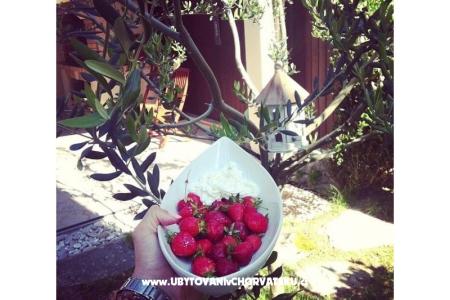 Appartement Dujmovic foto 4