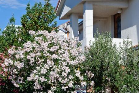 Appartements Ruža foto 2