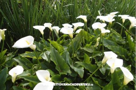 Villa Tanja *** foto 5