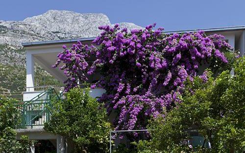 Maison  Marta – Hébergement Baska Voda Croatie