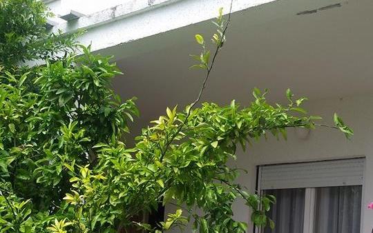 Arba – Hébergement île Rab Croatie