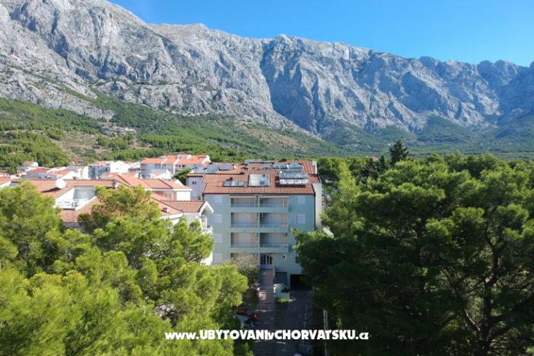 Ruža – foto 20