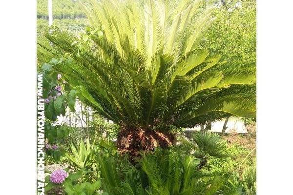 Appartements Sulic-Krvavica – foto 28