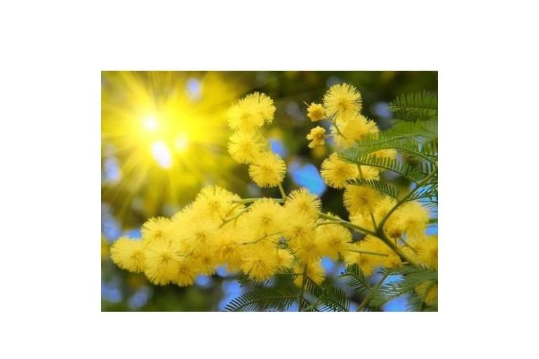 Appartements Mimoza – foto 11