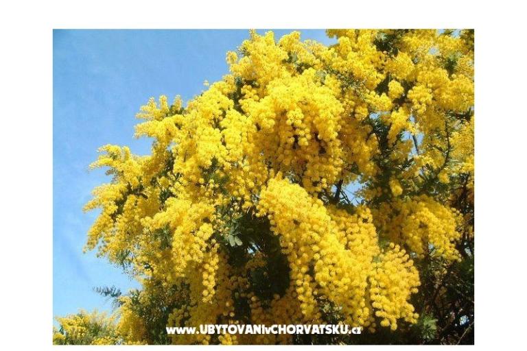 Appartements Mimoza – foto 12