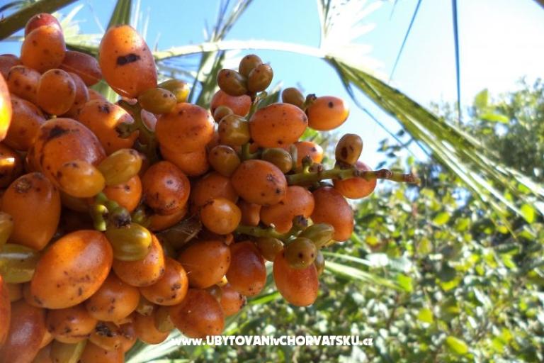 Appartements Lolinka Bibinje – foto 18