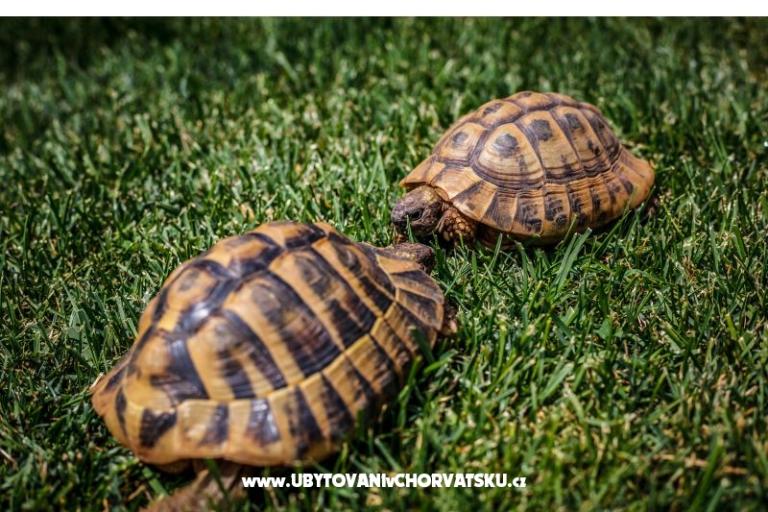 Peter´s Appartement – foto 7