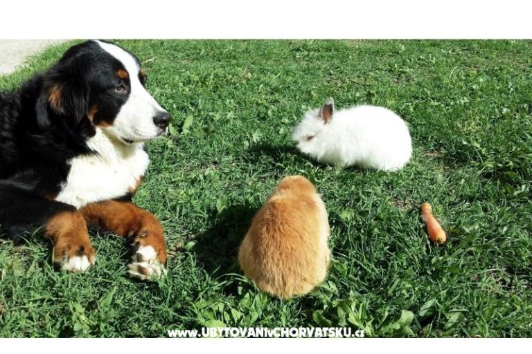 VILLA LYDIA SELCE  – foto 16