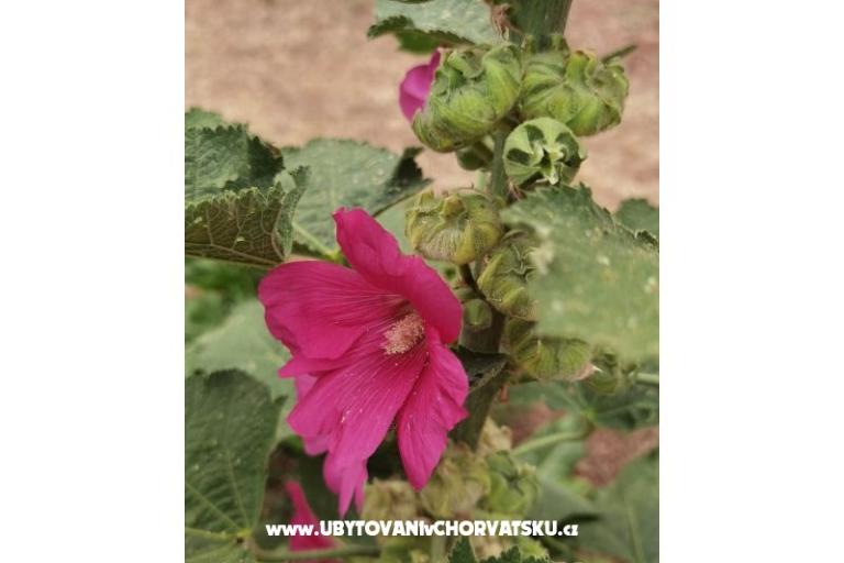 Appartements Andjelka &amp; Jure – foto 10