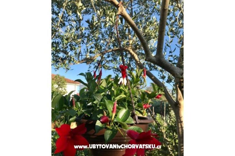 Appartements Andjelka &amp; Jure – foto 15