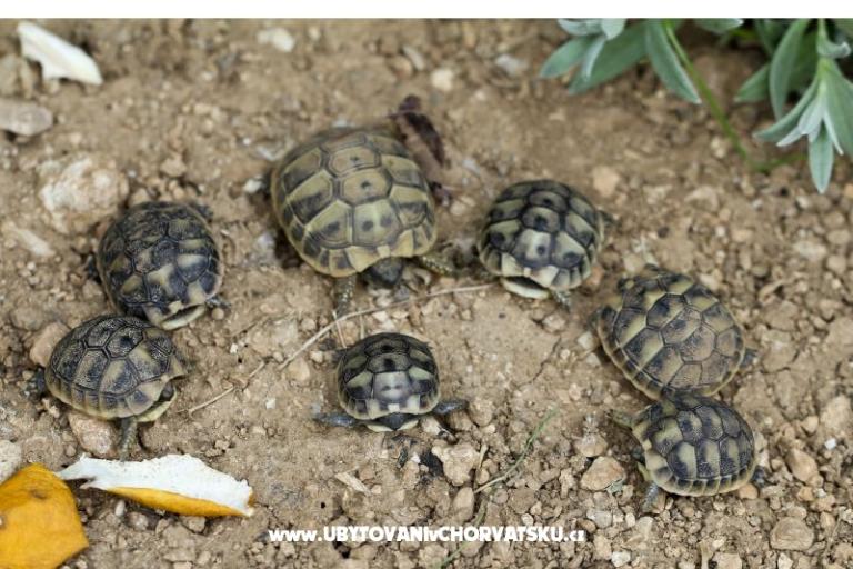 Dva labuda – foto 13