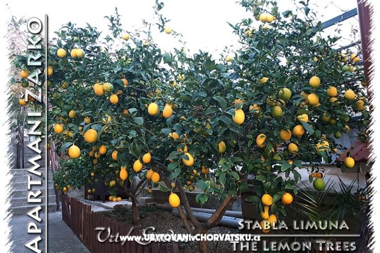 Appartements Žarko – foto 12