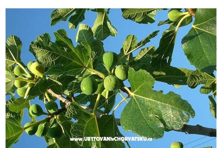 Appartements Bogović – foto 21