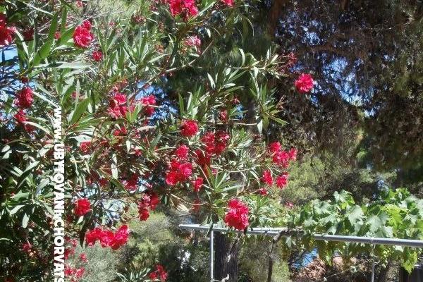 Appartements Bogović – foto 23