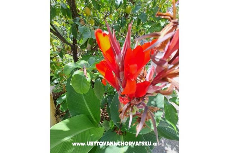 Appartements Bogović – foto 37