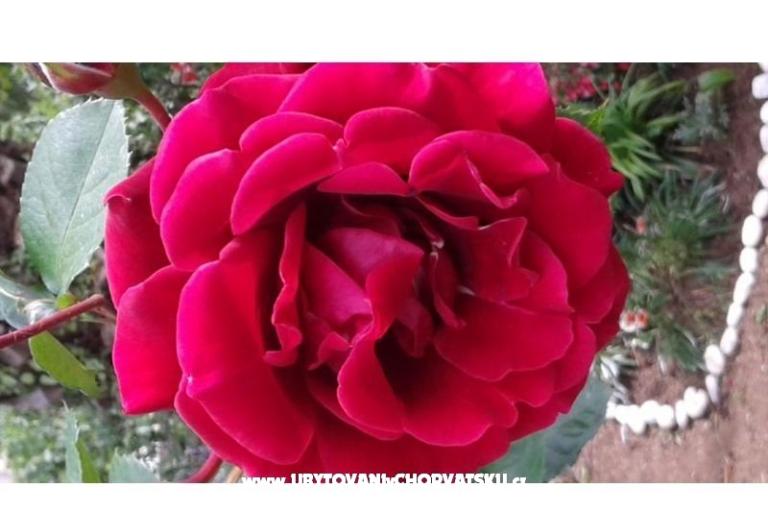 Maison Gardenia – foto 2