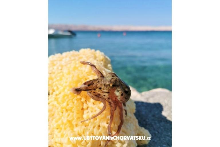 Appartements Rukelj. – foto 15