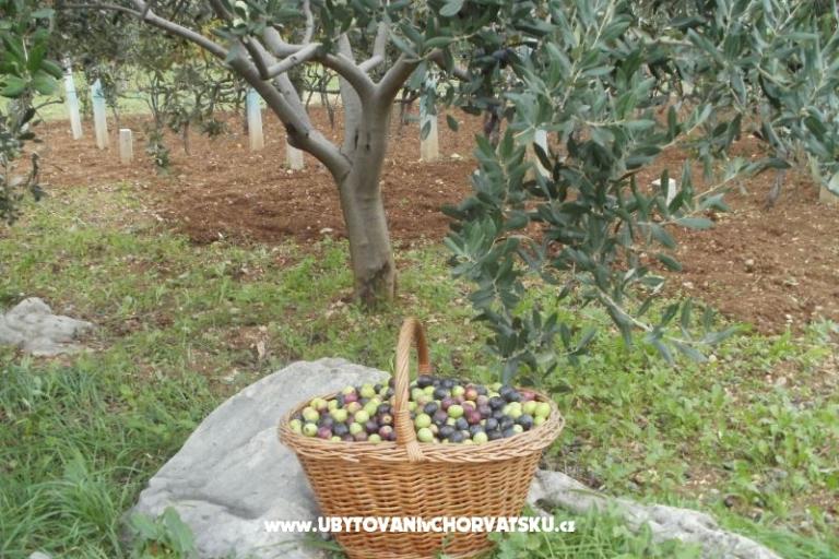 Appartements Grgin – foto 12