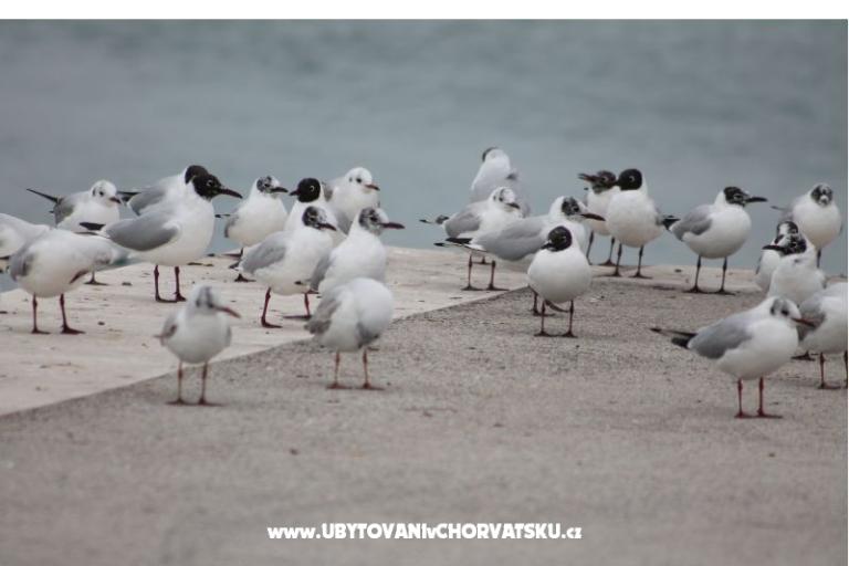 Appartements Ante i Anita – foto 17