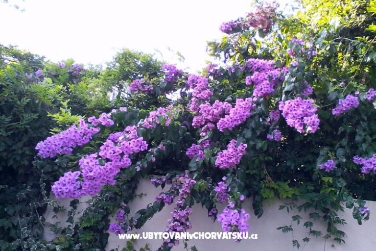 Appartements Bugenvilla – foto 10