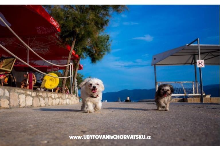 AG Komarna | Pelješac B. Appartements – foto 5