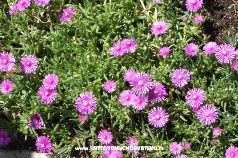 Appartements Grzalja-Rozic Krk – foto 9