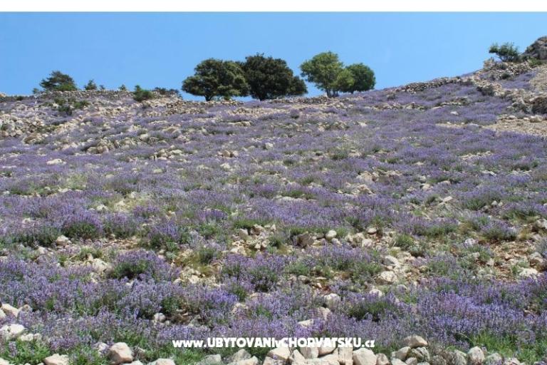 Appartements Capic – foto 12