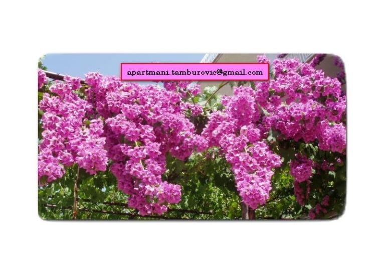 Appartements Tamburović – foto 18