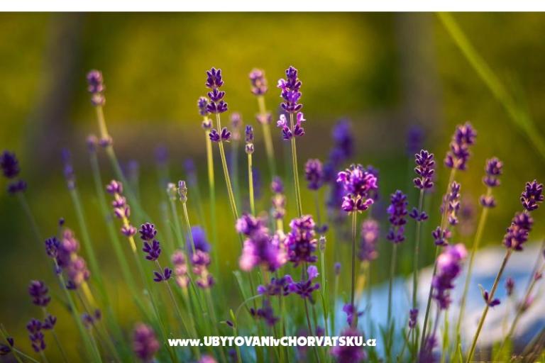 Rustic Oliveto – foto 26