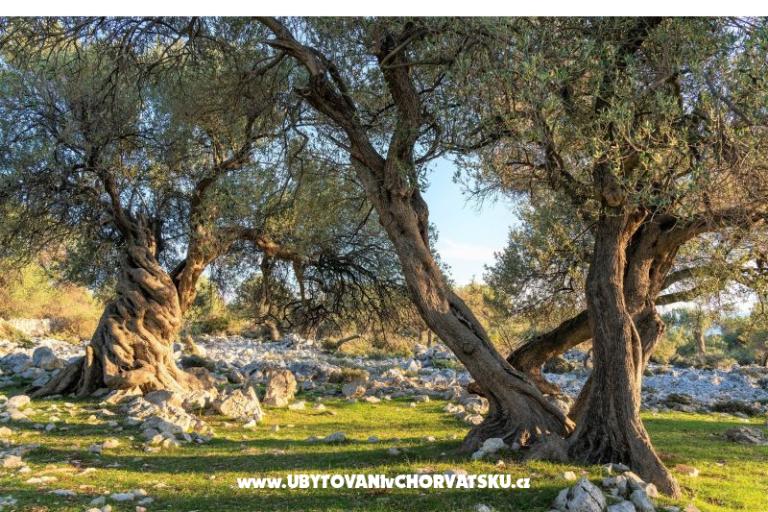 Appartements Zeneral – foto 15