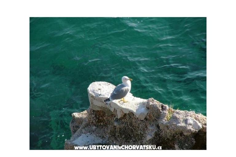 Appartements Nena Pisak – foto 10